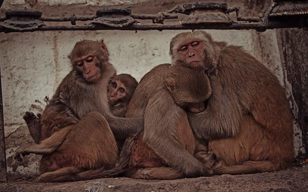 Ganga Paying Guest House Benares Buitenkant foto